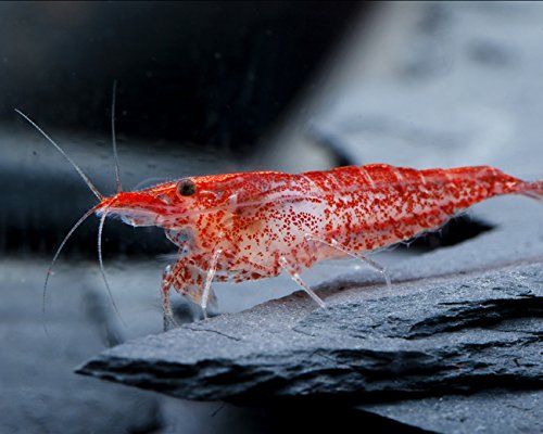 Garnelen Einsteigergarnelen Neocaridina davidi - lebend Zwerggarnelen für das Aquarium - 5er Pack, Farbe hell rot