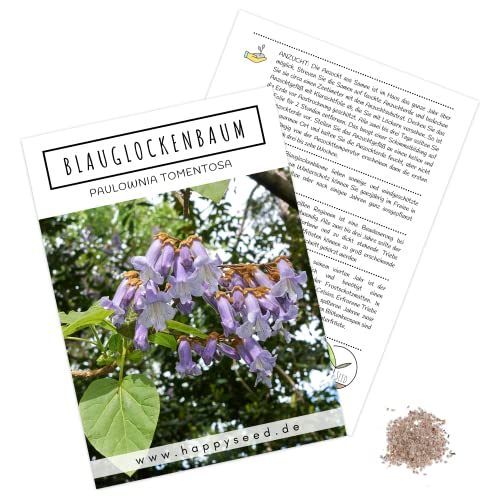Blauglockenbaum Kiribaum Samen (Paulownia tomentosa, 300 Korn) - Schnellst wachsender Baum der Welt mit violetten & glockenförmigen Blüten