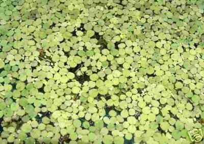 Wasserpflanzen 1 Portion Wasserlinsen, Lemna Minor, Aquarienpflanzen ca. 1000 Stück