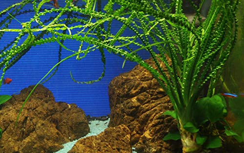 AquaOne Aquarium Pflanze Crinum calamistratum I Wasserpflanze Aquariumpflanze Knolle/Zwiebel voll durchwurzelt einfach pflegeleicht Aquascaping Dekoration