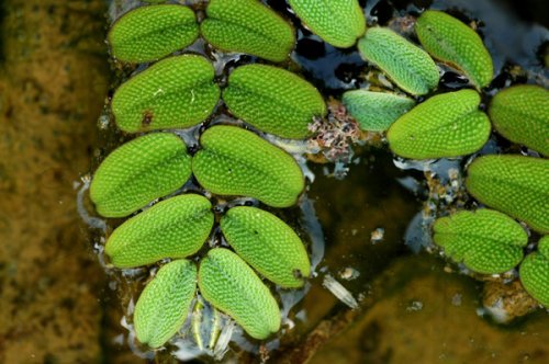 Kleiner Büschelfarn - Kleiner Schwimmfarn/Salvinia natans - Mini-Schwimmpflanze für Aquarien