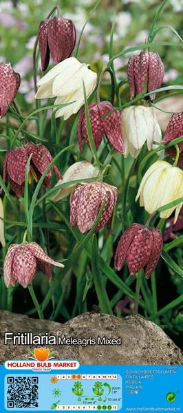 Fritillariazwiebel : Kaiserkrone Fritillaria meleagris - vSchachbrettblume 5 Blumenzwiebeln 5/6