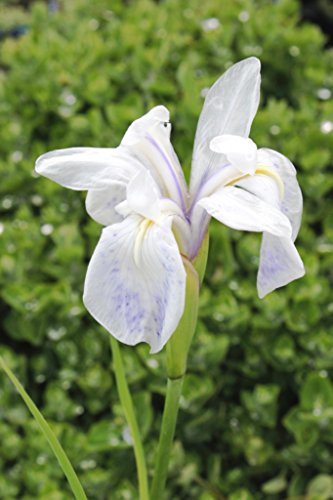 2er-Set - winterhart - Iris laevigata 'Snowdrift' - asiatische Sumpfiris - Sumpfschwertlilie, weiß - Wasserpflanzen Wolff