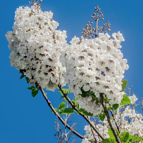 300 pcs blauglockenbaum samen winterhart, kiribaum, garten geschenk, bio saatgut paulownia baum samen - Paulownia Tomentosa - winterharte pflanzen für garten, outdoor pflanzen winterharte