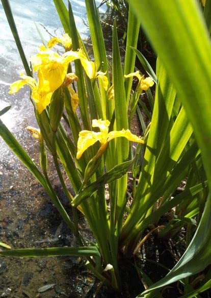 4 schöne Pflanzen gelbe Sumpfschwertlilie Sumpfschwertlilie Iris Iris Schwertlilie Sunpfiris Teichpflanze winterhart Wasserpflanze