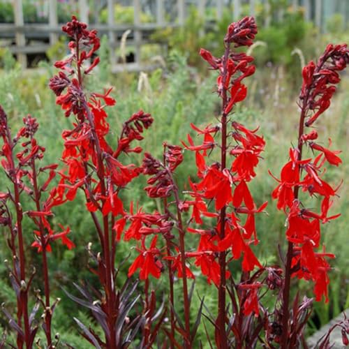 6 x Lobelie Queen 'Victoria' - Lobelia 'Queen Victoria' Topf 9x9cm: Rote Blätter, blaue Blüten, feuchte Standorte.