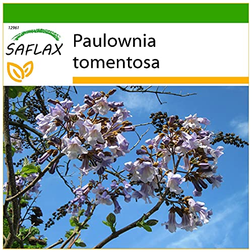 SAFLAX - Blauglockenbaum - 200 Samen - Mit keimfreiem Anzuchtsubstrat - Paulownia tomentosa