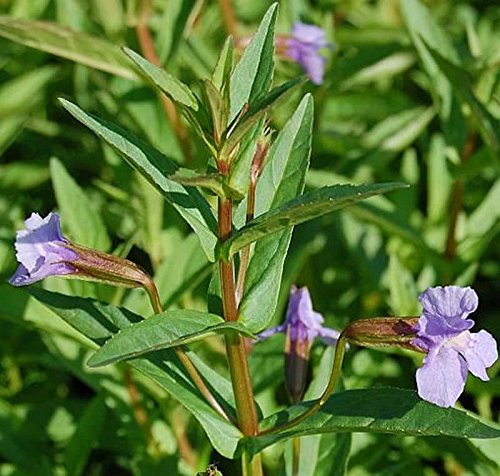 Blaue Gauklerblume - Mimulus ringens - Gartenpflanze