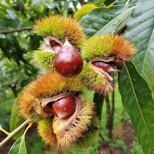 esskastanien baum samen, esskastanienbaum maronenbaum winterhart samen, bonsaibaum, pflanzen züchten Kastanien Chestnut Saatgut, pflanzen samen, bäume pflanzen bonsai tree bäume 12pcs