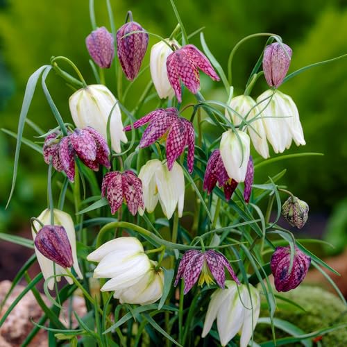 Schachbrettblume Fritillaria Meleagris - 25 Blumenzwiebeln - Mischung Schachbrettblume Zwiebeln winterhart mehrjährig - Niederländische Qualität - Für Garten, Töpfe und Balkon