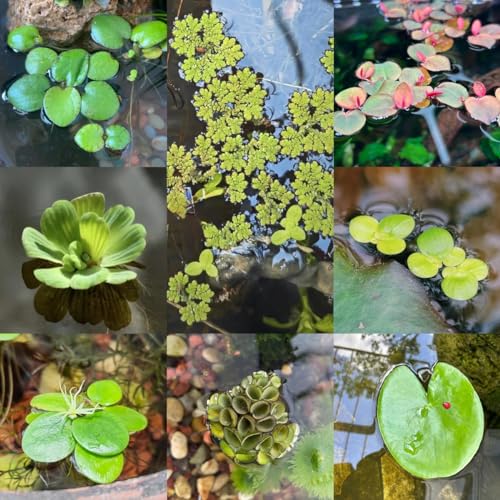 800 pcs wasserlinsen kaufen samen (Lemna minor), exotische pflanzen samen, samen zimmerpflanzen aquarium pflanzen, terrarium pflanzen bodendecker, garten-geschenke aquarien, schwimmpflanzen