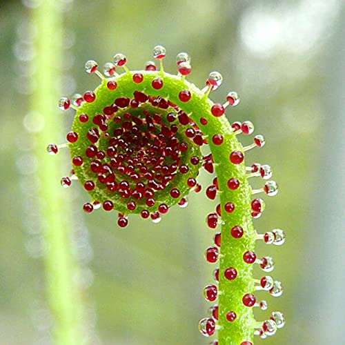 TOYHEART 50Pcs Premium Blumensamen, Drosophyllum Lusitanicum Samen Trockener Boden Fantastisches Grün Voller Vitalität Fleischfressende Pflanzensamen Für Den Außenbereich Grün