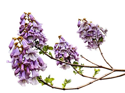 Paulownia -Elongata- 250 Samen -Winterhart/Robust & Schnell Wachsend-