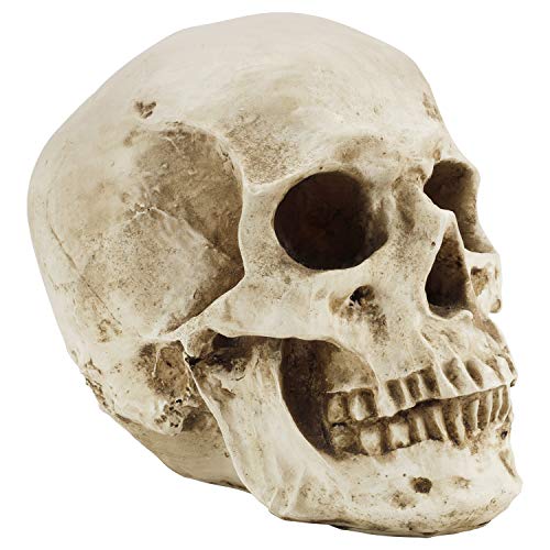 Kurtzy Totenkopf Deko Gothic Deko Menschlicher Schädel Modell L12 x W17 x H14,5 cm - Realistische Harz-Knochen Deko Schädel Anatomie - Totenkopf Deko Groß für Medizinische Lehre & Mexikanische Deko