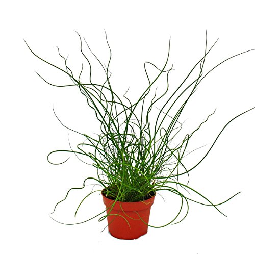 Exotenherz - Liebeslocke, Juncus effusus Spiralis, Korkenzieherbinse 12cm