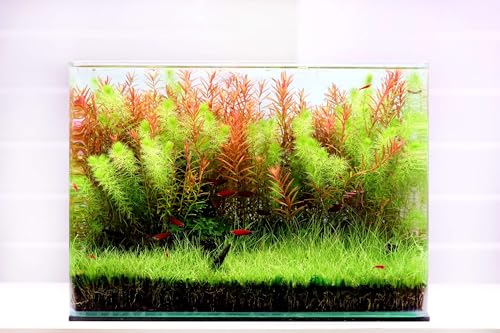 Curved Garden Tank Big | Kleines Aquarium aus Glas | Nano Glasbecken mit abgerundeten Ecken| Premium Aquascaping Aquarien | 58 Liter - 50x33x35cm