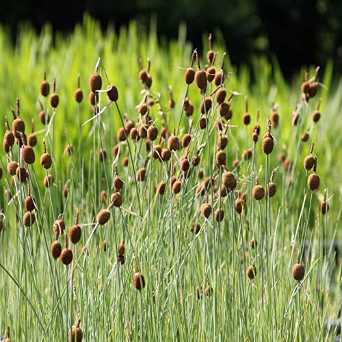 WASSERPFLANZEN WOLFF - fertig im Pflanzkorb - Typha minima - winterhart - Zwergrohrkolben