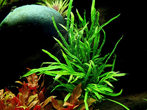 Tropica Aquarium Pflanze Microsorum pteropus Trident Wasserpflanze Topf Nr.008G Aquariumpflanzen
