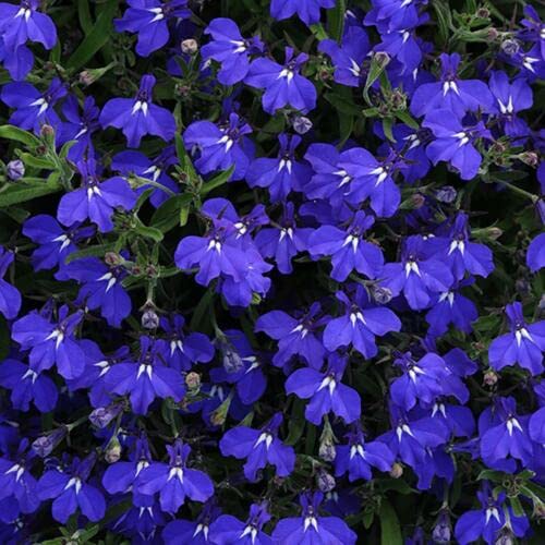 150 graines de LOBELIA BLEU Mrs Clibran (Lobeli a Erinus Compacta) N129 SEEDS SAMEN