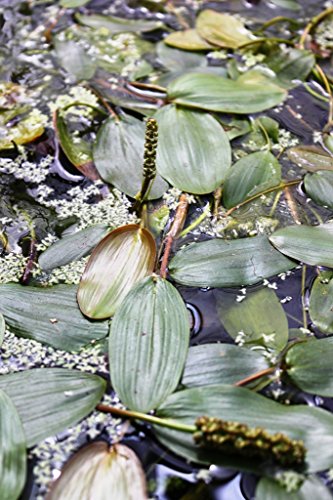 WASSERPFLANZEN WOLFF - Potamogeton natans - Schwimmendes Laichkraut - Qualitätsstauden 2er-Set in 9x9 cm Töpfen durchwurzelt - Rarität