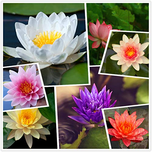 Lebende aquatische rustikale Seerosen-Blumenpflanze, gemischte Farben Bonsai-Lotus-Samen, 50+ Samen vorwurzelte aquatische Wasser-Samen