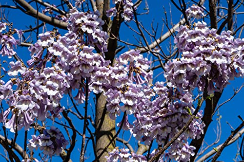 Generisch Samen Blauglockenbaum Paulownia tomentosa Kurzumtriebs Plantage Holz