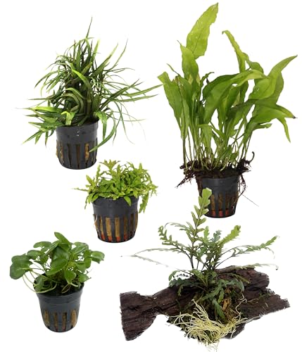 Dehner Aqua Premium Aquarienpflanzen-Set JUWEL® Rio 180, 37 verschiedene Wasserpflanzen, Ø Topf je 5.5 cm, grün