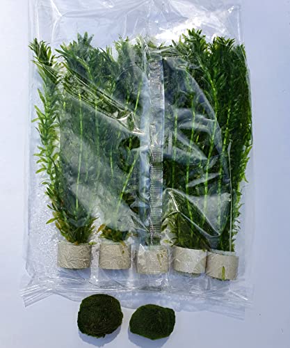 Wasserpest (Egeria densa 058 BDT) 5x Bund Wasserpflanzen und Teichpflanzen + 2 Mooskugeln ca. 2,5 cm Aquariumpflanzen