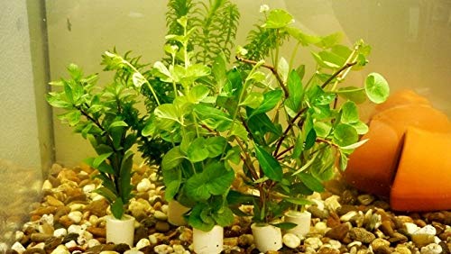 5 Bund Kaltwasser-Set Aquariumpflanzen Wasserpflanzen 30 Stängel