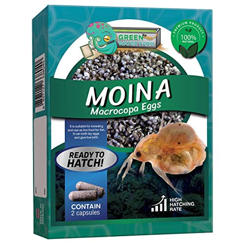 Greenwaterfarm [Moina Macrocopa Eggs] Moina Macrocopa Eier (Wasserfloh); Lebendes Fischfutter zum Schlüpfen, geeignet zum Füttern für Kampffische