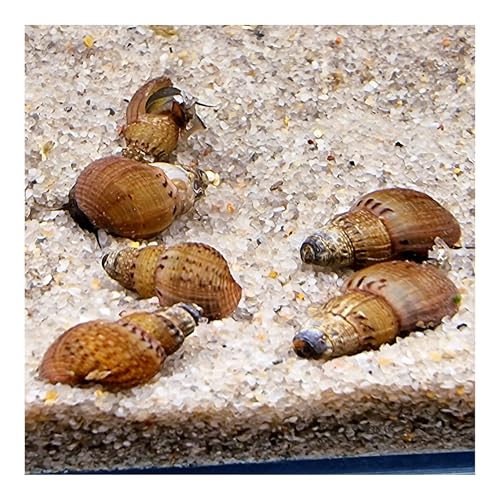 AQ4Aquaristik Genoppte Turmdeckelschnecke Taberia granifera Reinigungscrew für den Bodengrund, 5er Set