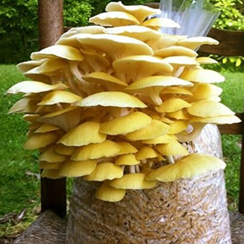 Benoon Austernpilzsamen 100 Stück/Beutel Schnell Wachsend Schön Gelb Einfach Pflanzen Gartensamen Für Zuhause Samen