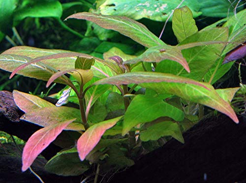 AquaOne Aquarium Pflanze Hygrophila Compact I Wasserpflanze Aquariumpflanze Stängelpflanze voll durchwurzelt einfach pflegeleicht Aquascaping Dekoration