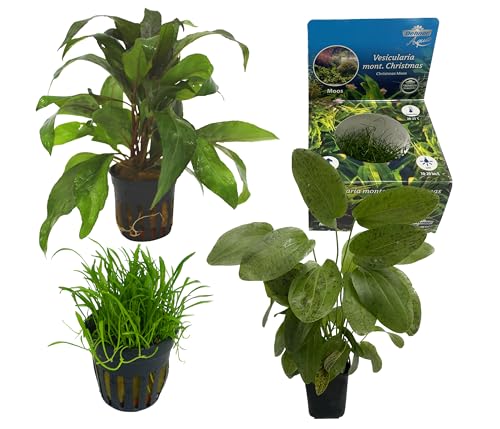 Dehner Aqua Premium Aquarienpflanzen-Set Aqua Start 80, 12 verschiedene Wasserpflanzen, Ø Topf je 5.5-9 cm, grün