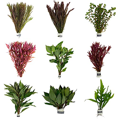 WaterPlants Aquariumpflanzen Set 6 XXL Bunde, Wasserpflanze, Wasserpflanzen, Dicke Bunde, Mehrfarbig