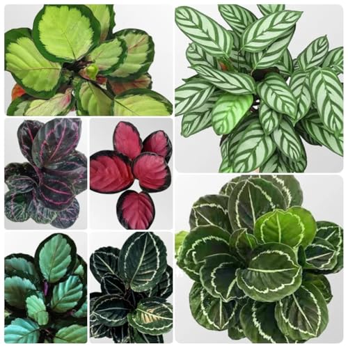 200 pcs Calathea pflanze samen-alocasia- stauden winterhart mehrjährig winterharte pflanzen für garten echte pflanzen、schnell wachsender topfpflanzen winterharte kübelpflanzen balkonpflanzen、garten