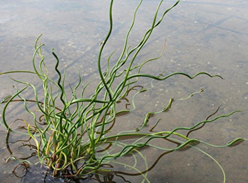 4er-Set im Gratis-Pflanzkorb - Juncus effusus 'Spiralis'- Korkenzieherbinse - Liebeslocke - Wasserpflanzen Wolff