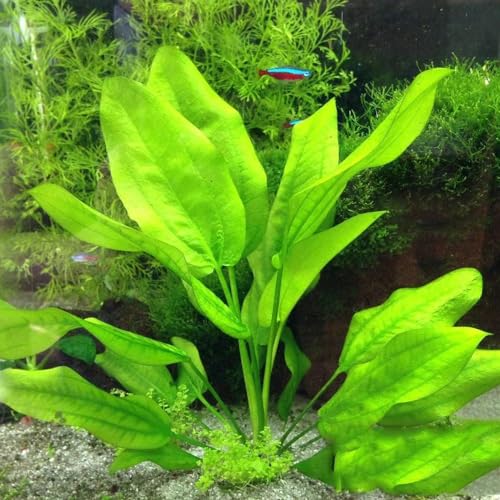 1000 Pcs Wasserpflanzen Aquarium Pflanzen Samen - Teichpflanzen - Aquarium Pflanzen Bodendecker Samen Wasserpflanze Teichpflanze Samen, Luftreinigende Zimmerpflanzen Winterharte Pflanzen