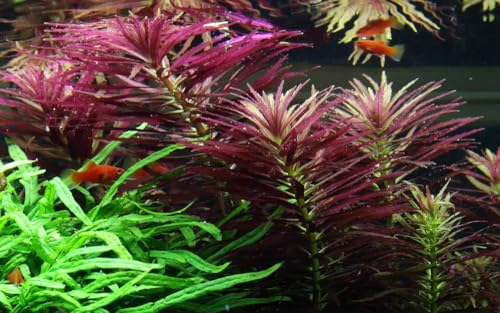 AquaOne Aquarium Pflanze Limnophila hippuridoides I Wasserpflanze Aquariumpflanze Stängelpflanze voll durchwurzelt einfach pflegeleicht Aquascaping Dekoration