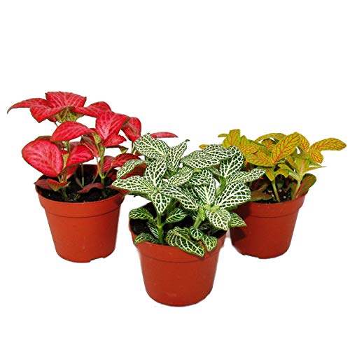 Exotenherz - Set mit 3 verschiedenfarbige Fittonia -Pflanze, Silbernetzblatt, Mosaikpflanze, 9cm Topf