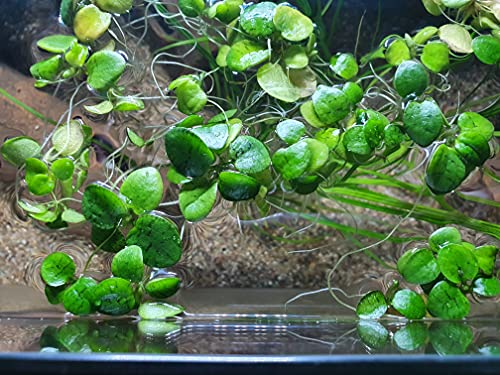 Froschbiss/Limnobium laevigatum - Aquariumpflanzen - 5 Stück Schwimmpflanzen