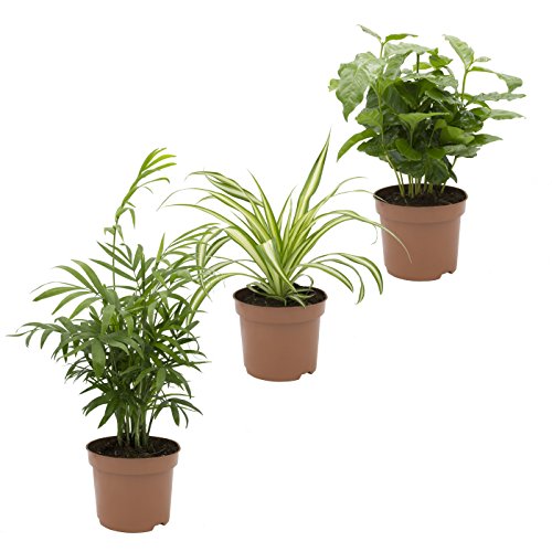 Dominik Blumen und Pflanzen, Indoor-Trio - Kaffee-Pflanze Coffea arabica, Grünlilie Chlorophytum comosum und Zimmerpalme Chamaedorea, Zimmerpflanzen, Kübelpflanzen