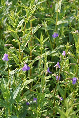 2er-Set - Mimulus ringens - Gauklerblume, violett - winterhart! - Wasserpflanzen Wolff