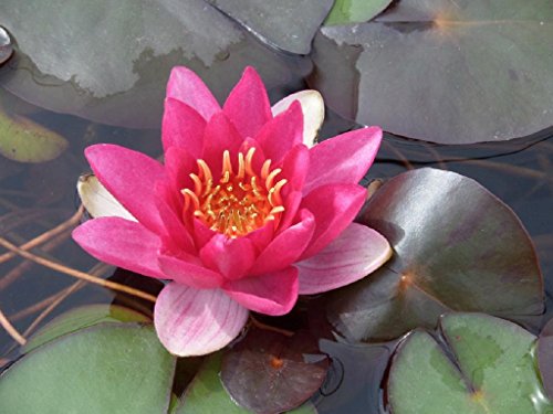 WASSERPFLANZEN WOLFF - Nymphaea 'James Brydon' im Pflanzkorb - Seerose, rot