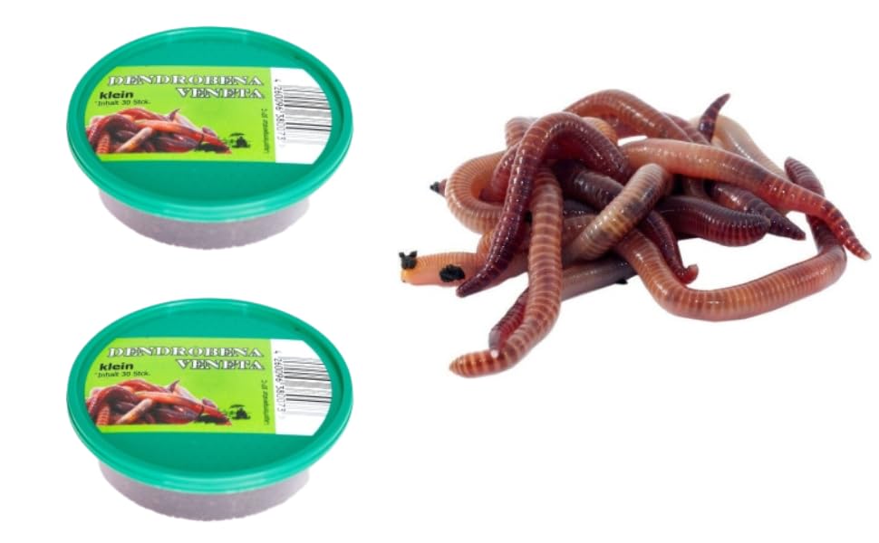 endrobena Regenwurm Rotwurm Würmer kleine größe ca. 60 Stück 2 Dose Lebendfutter, Angelköder, Haustierfutter, Reptilienfutter