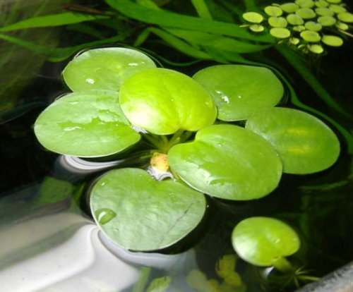 AquaPlants Froschbiss/Limnobium laevigatum - mittelgroß, 4 Stück