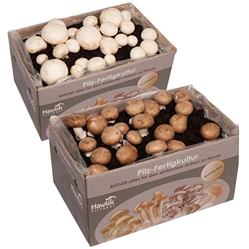 Hawlik Pilzbrut - 2x Champignon Pilzkulturen Zuchtbox - Pilze züchten für Anfänger - Pilzzuchtset klein - Pilzkultur Steinchampignons & weiße Champignons