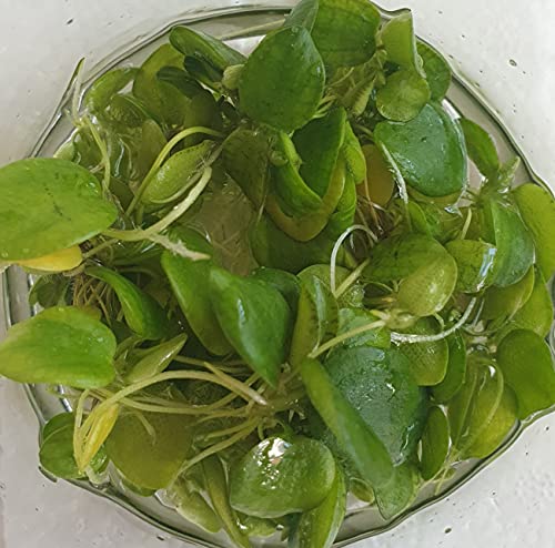 Froschbiss/Limnobium laevigatum - Aquariumpflanzen - Schwimmpflanzen (3 Pflanzen)