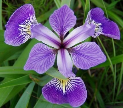 ZAC Wagner Sumpfschwertlilie violett (Iris versicolor) - Teichpflanzen Teichpflanze