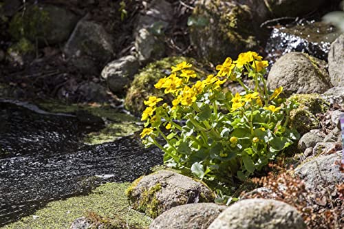 Caltha palustris P 0,5 Sumpf-Dotterblume,winterhart, deutsche Baumschulqualität, im Topf für optimales anwachsen